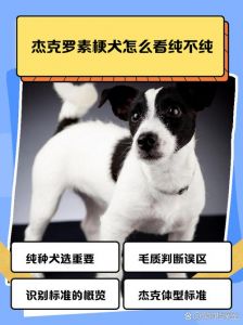 梗与狗的本质区别_差异大不同