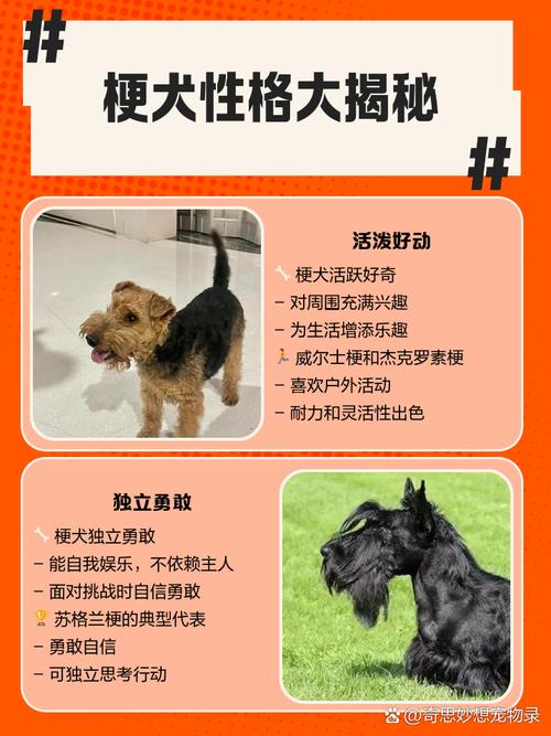 湖畔梗犬种介绍_聪明忠诚的宠物犬,适合家庭饲养 湖畔梗犬种介绍_聪明忠诚的宠物犬,适合家庭饲养