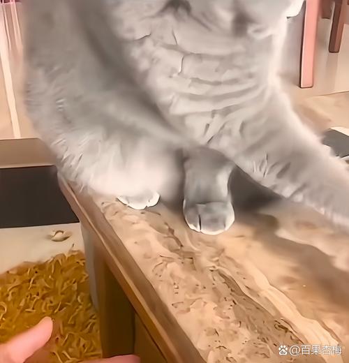 猫像刨猫砂一样扒拉被子_猫咪钻被窝是天性，找温暖安全，主子信任你！