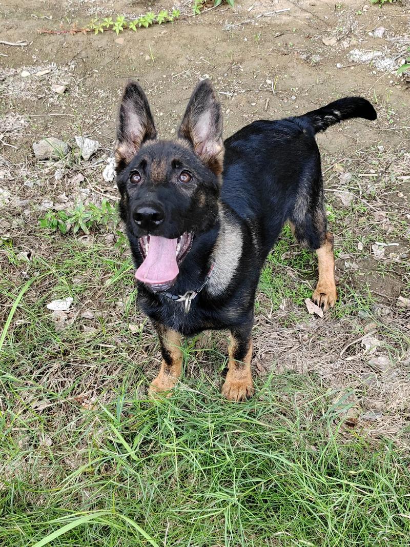 黑背黄腹是东德牧羊犬还是德牧_选犬指南 黑背黄腹是东德牧羊犬还是德牧_选犬指南