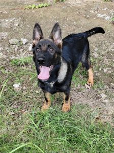 黑背黄腹是东德牧羊犬还是德牧_选犬指南