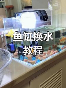 养着鱼的缸怎么加水_鱼缸加水方法与注意事项