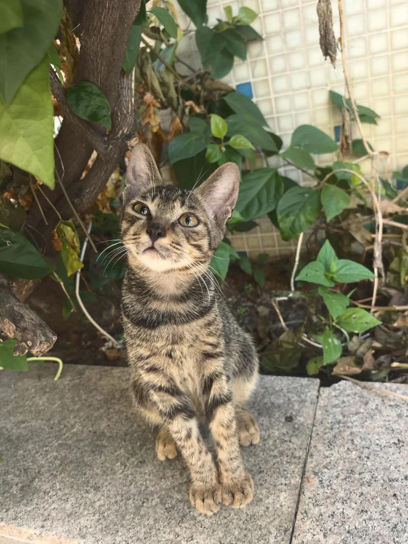 狸白猫会抓老鼠吗_守护国猫狸花猫,传承捕鼠好基因 狸白猫会抓老鼠吗_守护国猫狸花猫,传承捕鼠好基因