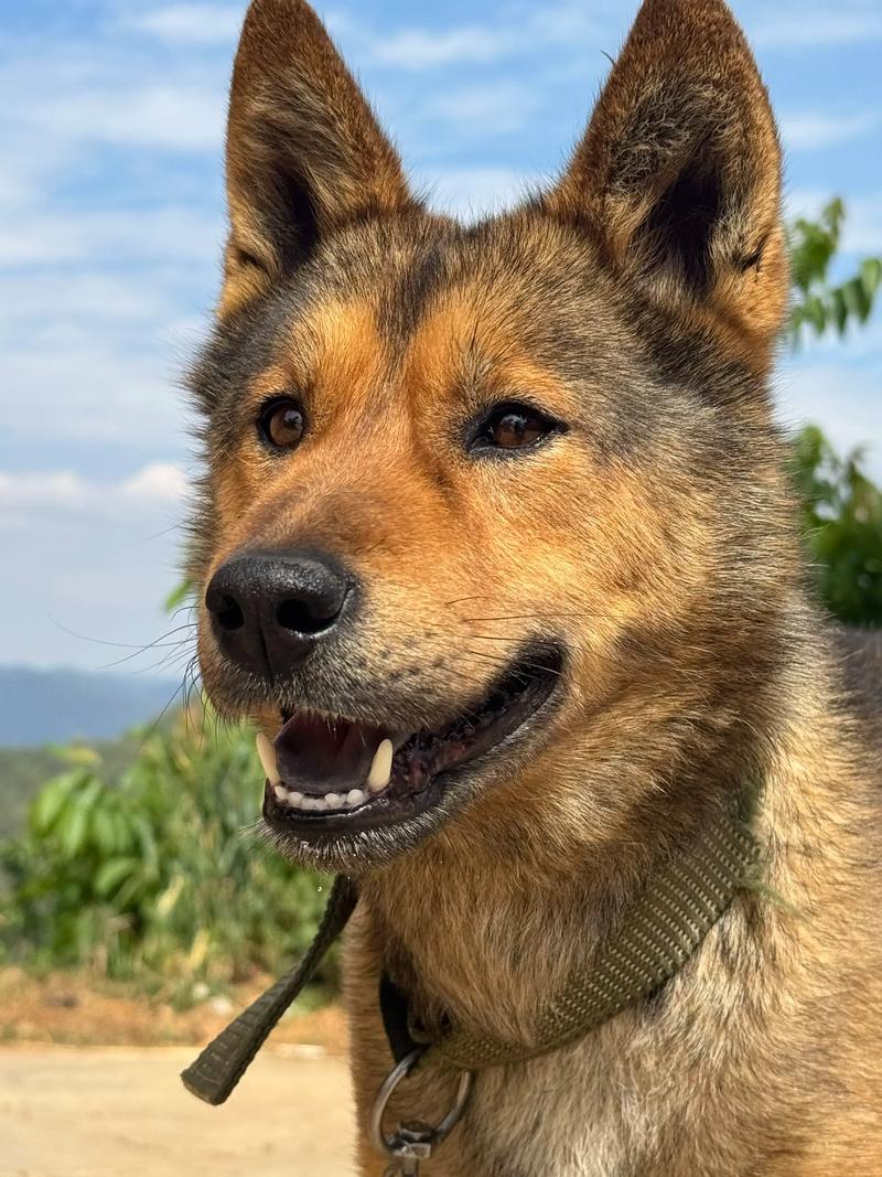 最正宗的中华田园犬_忠诚护家与勇猛猎犬介绍 最正宗的中华田园犬_忠诚护家与勇猛猎犬介绍