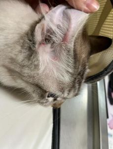 猫过敏的10大表现_猫过敏怎么办？预防和管理方法