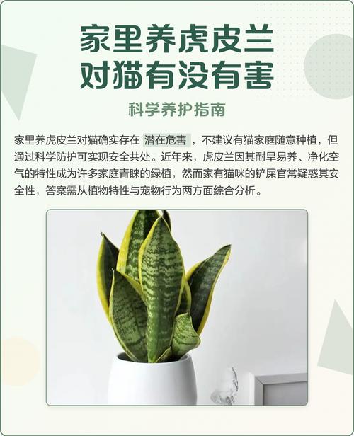 养花对猫有害吗_百合郁金香有毒,玫瑰向日葵安全,猫咪安全第一! 养花对猫有害吗_百合郁金香有毒,玫瑰向日葵安全,猫咪安全第一!