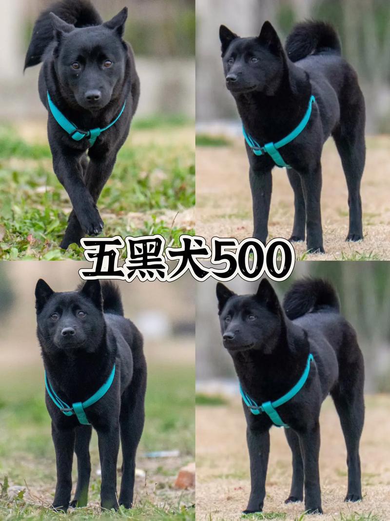五黑犬一般长到多高_大型温顺犬，需空间护理，吉祥宠物