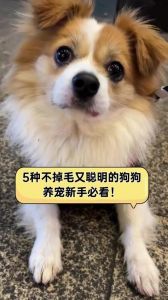 啥狗不掉毛最好养智商高_贵宾比熊雪纳瑞等少掉毛犬种！