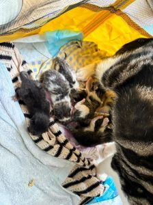 外来猫在家生崽好不好_外来猫生崽与风水迷信及科学应对