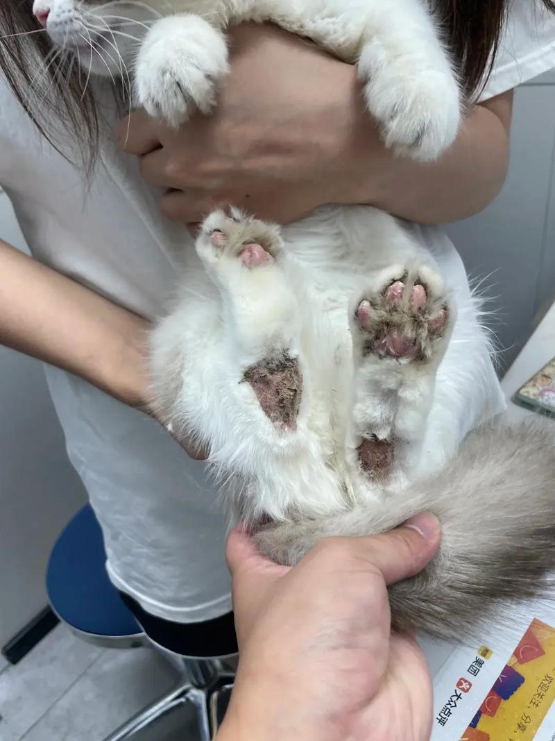 猫脚上有猫砂要当心了_猫脚沾猫砂?湿巾轻松擦,选对猫砂防粘! 猫脚上有猫砂要当心了_猫脚沾猫砂?湿巾轻松擦,选对猫砂防粘!