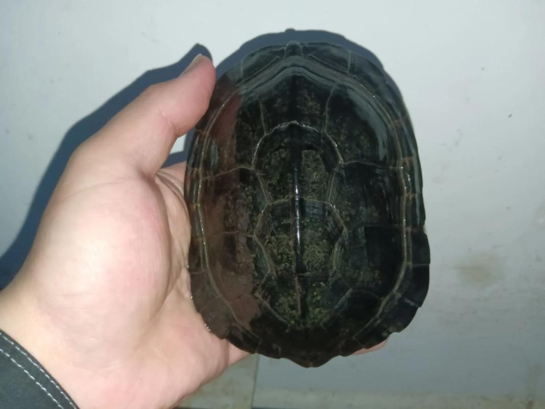 南石龟养一只还是一对_养南石龟一只好还是两只好?考虑多方面因素 南石龟养一只还是一对_养南石龟一只好还是两只好?考虑多方面因素