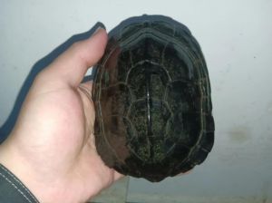 南石龟养一只还是一对_养南石龟一只好还是两只好？考虑多方面因素