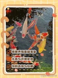 2厘米锦鲤多久喂养一次_锦鲤喂食看季节，幼鱼多喂，成年适量