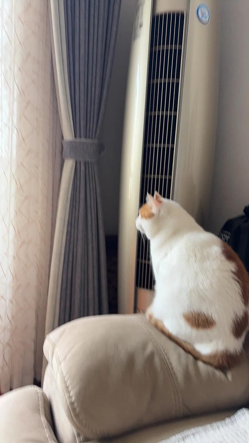 空调25度猫会冷吗_夏季空调温度25-29℃,防猫咪中暑,注意通风加湿 空调25度猫会冷吗_夏季空调温度25-29℃,防猫咪中暑,注意通风加湿