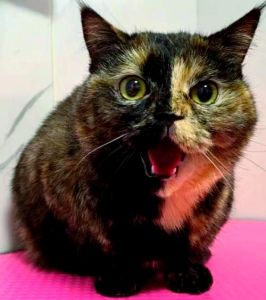 玳瑁猫十大禁忌_美丽挑战，领养需谨慎