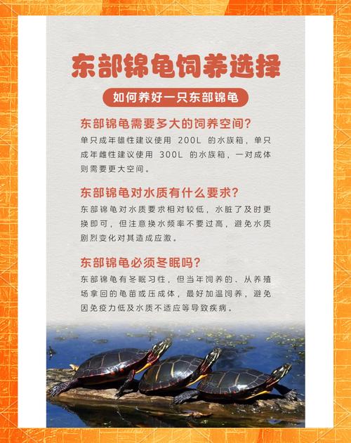 锦龟为什么不建议养_锦龟颜值会变,好环境养出好颜色 锦龟为什么不建议养_锦龟颜值会变,好环境养出好颜色