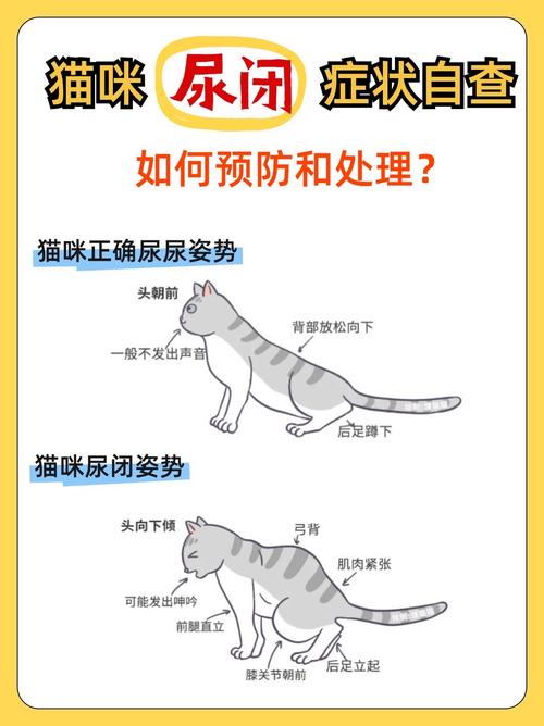 一晚上没有猫砂猫会憋死吗_猫咪没猫砂会憋坏,赶紧准备! 一晚上没有猫砂猫会憋死吗_猫咪没猫砂会憋坏,赶紧准备!