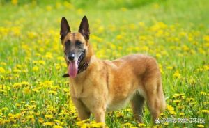 比利时牧羊犬为什么禁养_比利时牧羊犬禁养原因及现状