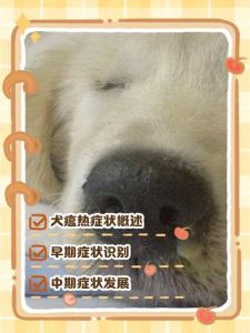 狗瘟好转的十大征兆_狗狗康复迹象及护理要点