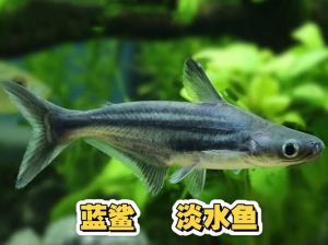 蓝鲨观赏鱼能养多大_蓝鲨鱼养殖技巧，快速生长需注意