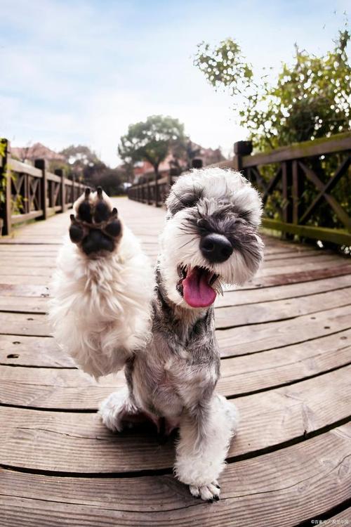 最常见梗犬_西高地白梗雪纳瑞等犬种适合家庭,各有特色 最常见梗犬_西高地白梗雪纳瑞等犬种适合家庭,各有特色