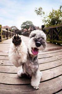 最常见梗犬_西高地白梗雪纳瑞等犬种适合家庭，各有特色