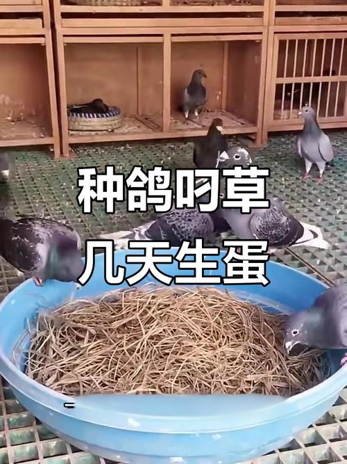 小鸽子养多久才会生蛋_鸽子几个月能下蛋?影响产蛋快慢的因素 小鸽子养多久才会生蛋_鸽子几个月能下蛋?影响产蛋快慢的因素