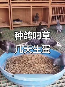小鸽子养多久才会生蛋_鸽子几个月能下蛋？影响产蛋快慢的因素