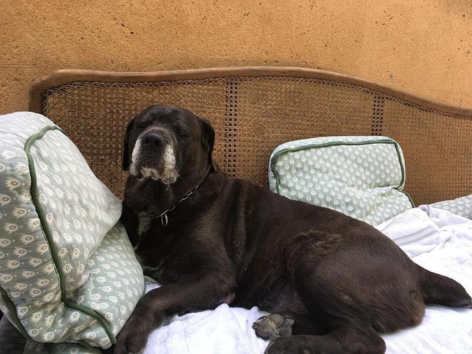 巴吉度犬为什么不建议养_巴吉度犬缺点多,易跑易叫难驯,禁养城市多 巴吉度犬为什么不建议养_巴吉度犬缺点多,易跑易叫难驯,禁养城市多