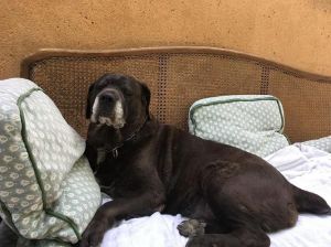 巴吉度犬为什么不建议养_巴吉度犬缺点多，易跑易叫难驯，禁养城市多