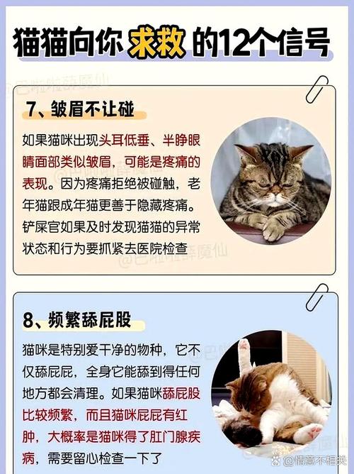 同家养的公猫为什么咬死小猫_公猫为何咬小猫？本能惹的祸