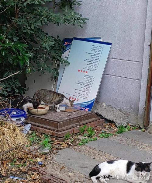 居民楼养猫臭味熏天邻居遭殃_上海邻居养猫扰民 法院判决搬离