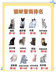 5年猫智商相当于几岁_1岁15岁，5岁36岁，聪明活泼靠科学