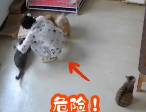 猫莫名其妙偷袭咬人一口_猫咪咬人别生气，可能是它压力大或身体疼