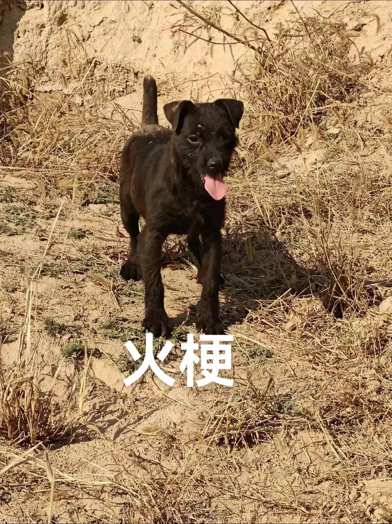 火梗犬为什么那么厉害_聪明忠诚的家庭伴侣,运动量大需细心照顾 火梗犬为什么那么厉害_聪明忠诚的家庭伴侣,运动量大需细心照顾