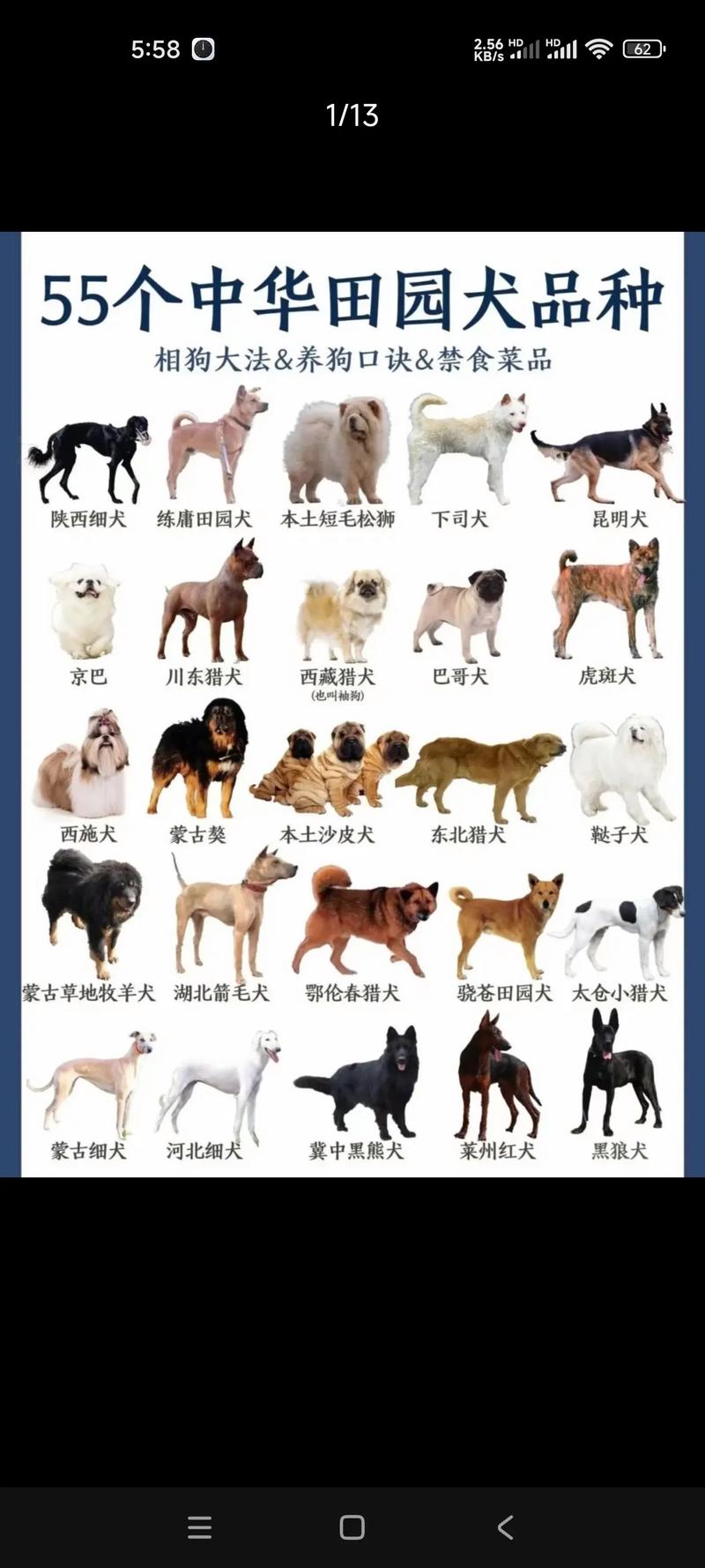 国内十大顶级犬舍_专业繁育,优质犬只 国内十大顶级犬舍_专业繁育,优质犬只