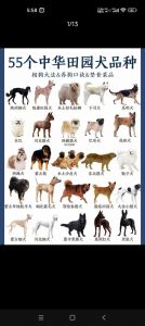 国内十大顶级犬舍_专业繁育，优质犬只