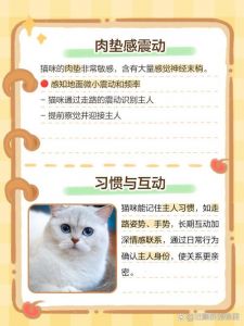 猫靠什么辨别主人_猫咪认主人靠啥？综合视觉嗅觉等