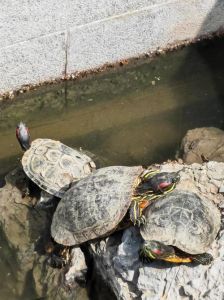 捡到一只红耳龟好不好_捡到乌龟？吉祥象征，注意别放生！