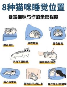 院子里养猫怎么过冬_自制猫窝衣物饮食调理全知道