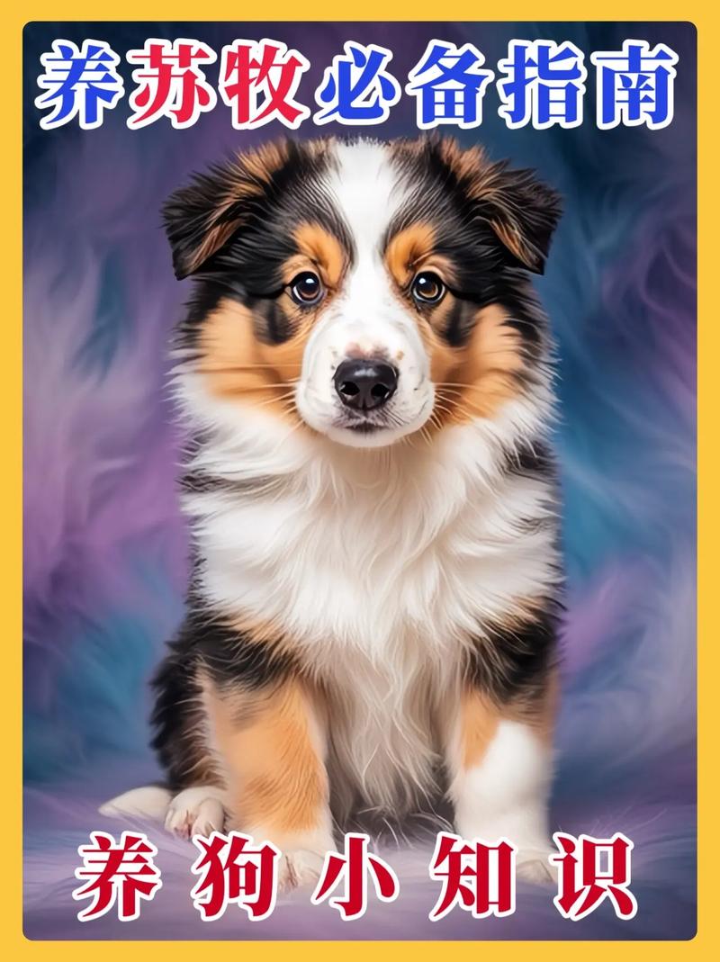 苏格兰牧羊犬为什么禁养_大型犬如苏格兰牧羊犬或遇限 苏格兰牧羊犬为什么禁养_大型犬如苏格兰牧羊犬或遇限