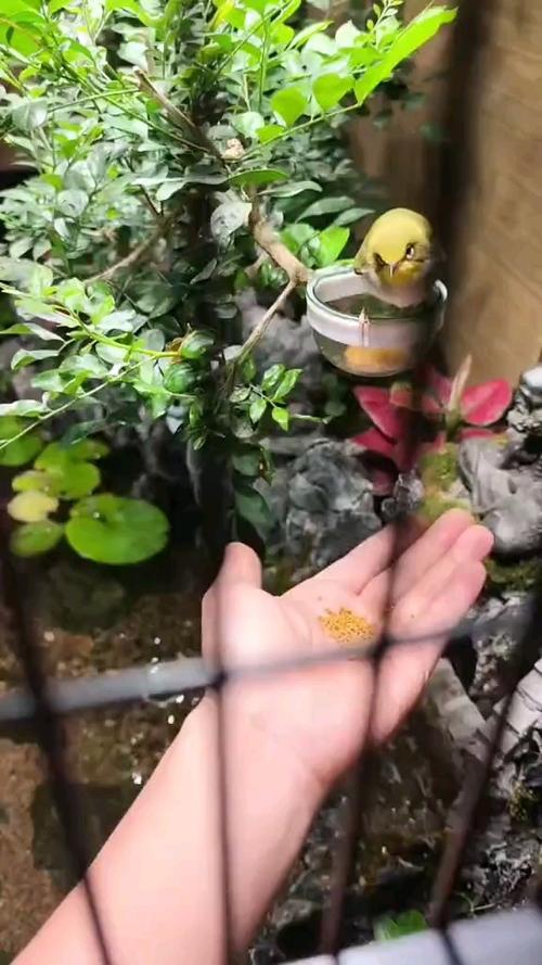 绣眼鸟可以养一对吗_单养好还是配对好? 绣眼鸟可以养一对吗_单养好还是配对好?