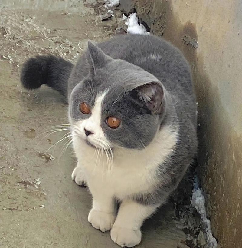 九个月的猫算成年吗_九个月猫成长过渡期