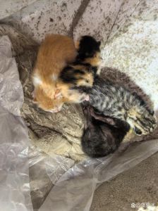 外来猫进家下崽好吗_多猫进门是福是祸？