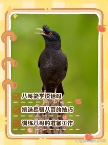刺激八哥开口说话技巧_八哥学说话黄金期3-6月，多互动勤练习，耐心教它开口