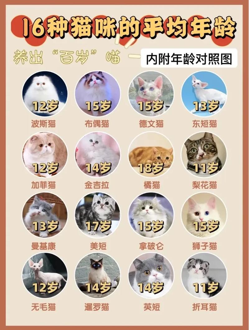 半年的猫属于成年猫吗_性成熟与喂养调整 半年的猫属于成年猫吗_性成熟与喂养调整