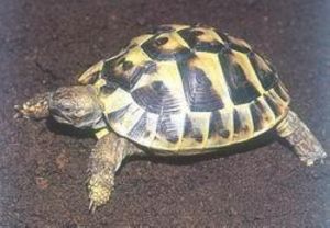 在中国养赫曼陆龟合法吗_5种人工繁育陆龟试点放开饲养