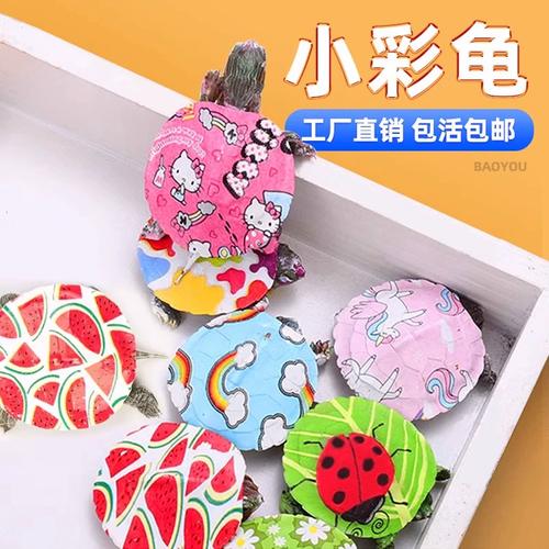 七彩龟的正确养法_别喂含盐食物,晒台设水下,慎用晒背灯 七彩龟的正确养法_别喂含盐食物,晒台设水下,慎用晒背灯