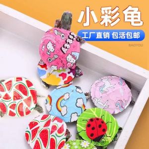 七彩龟的正确养法_别喂含盐食物，晒台设水下，慎用晒背灯