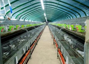 兔临门肉兔养殖_选对品种，科学饲养，兔业致富